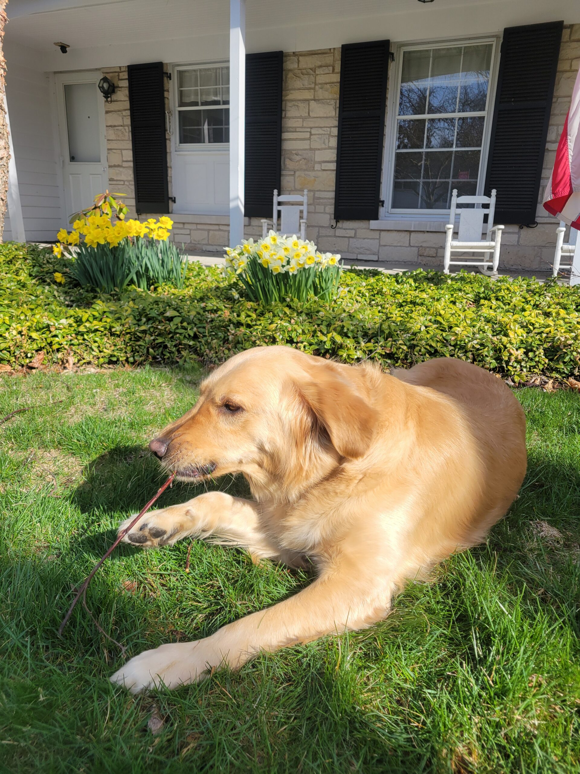 Spring Ahead Dogs Happy Spring! - Our Dog Millie